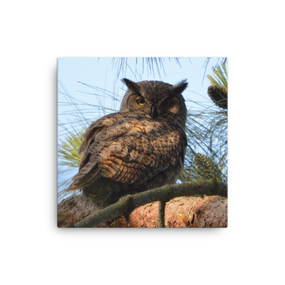 Great Horned Owl Canvas Print