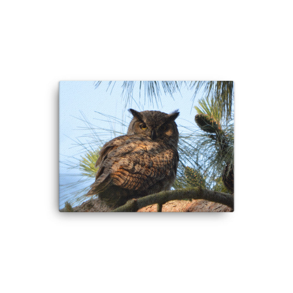 Great Horned Owl Canvas Print