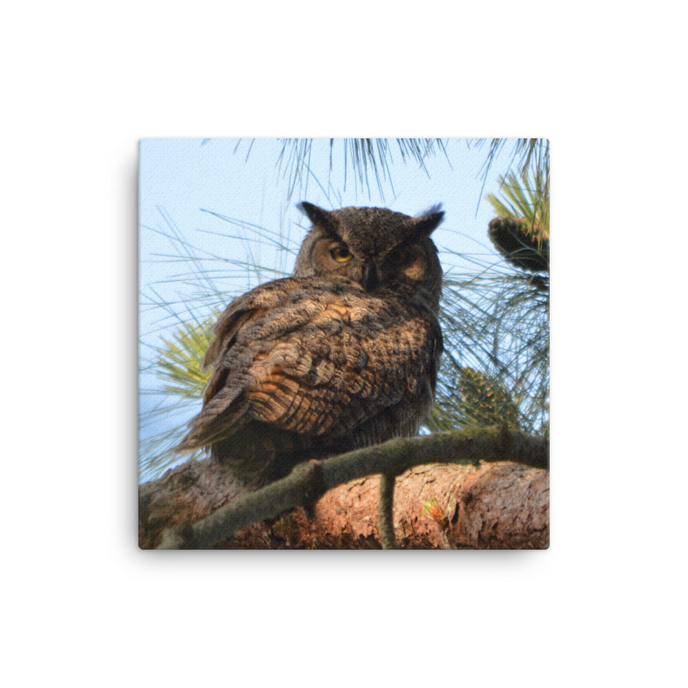 Great Horned Owl Canvas Print