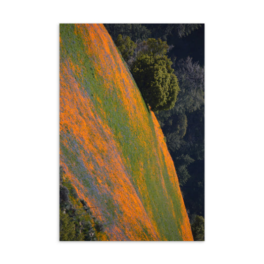 Spring Wildflowers Standard Postcard